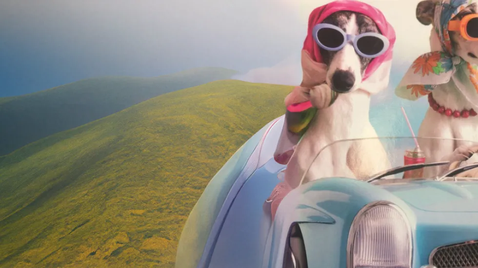 Two dogs in a car