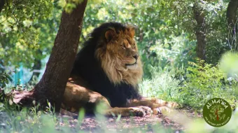 Lion in Al Ma'wa for Nature and Wildlife