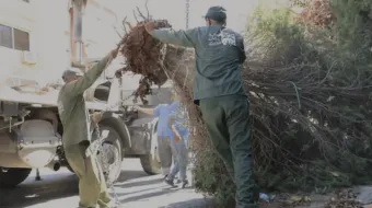 amman trees news